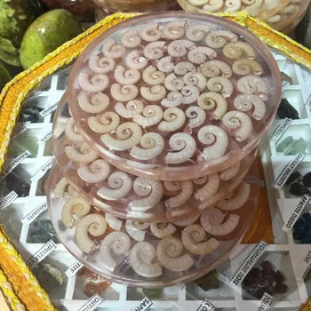 

AAA 120mm Natural snail fossils are a good choice for your family 1pc