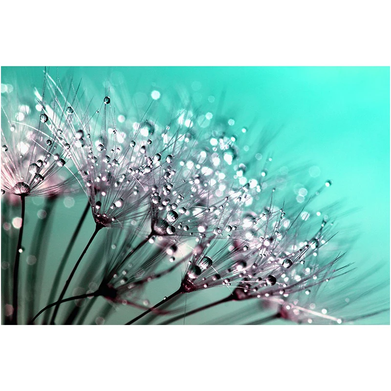 dandelion-445228_960_720