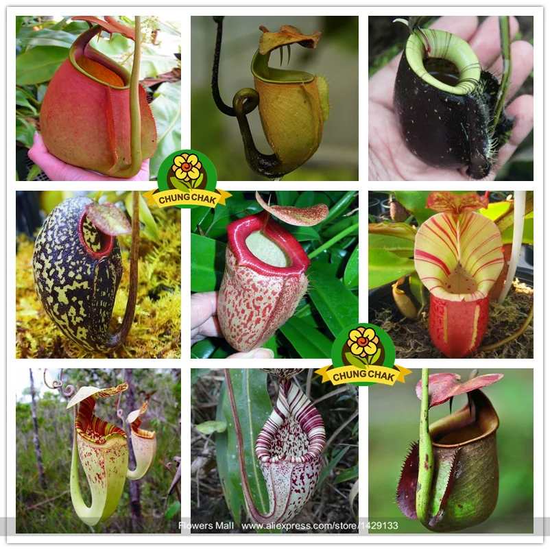 Eating Mosquito Carnivorous Plants Nepenthes Seeds 200pcs/bag Tropical