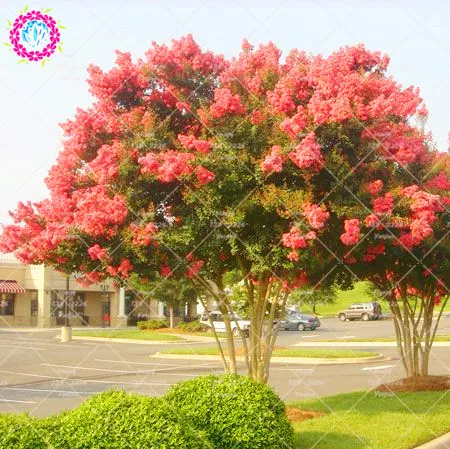 100pcs crape myrtle lagerstroemia indica natchez perennial flower 9f724a3657fae9113fb330830838c778 b655bba664d4e5db73ada5d7f4e97ae0 c0407282e749ce07c5022a51b3a9635c d4f4619c1bbd4509b2132df86e05bed7