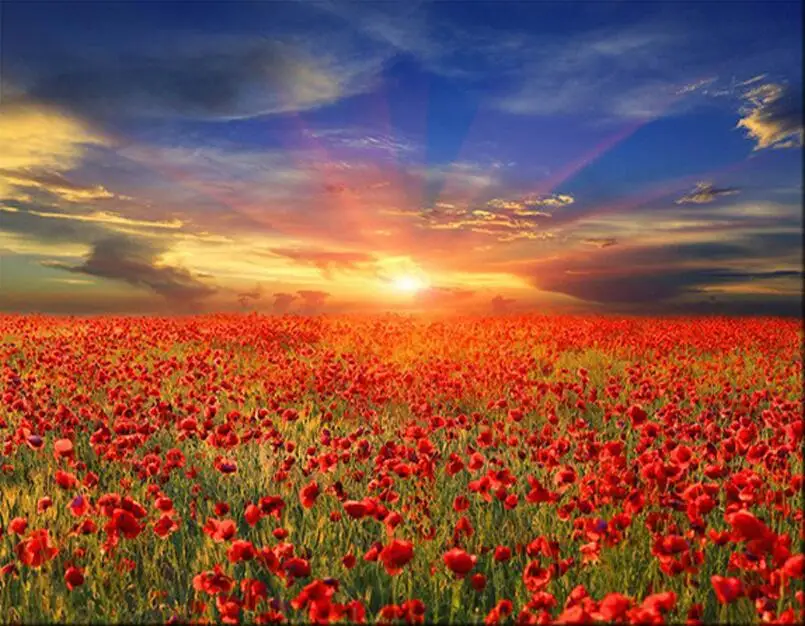 Poppy world