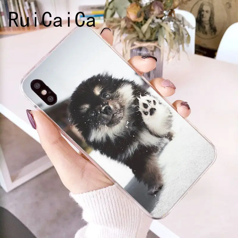 Pomeranian dogs dog