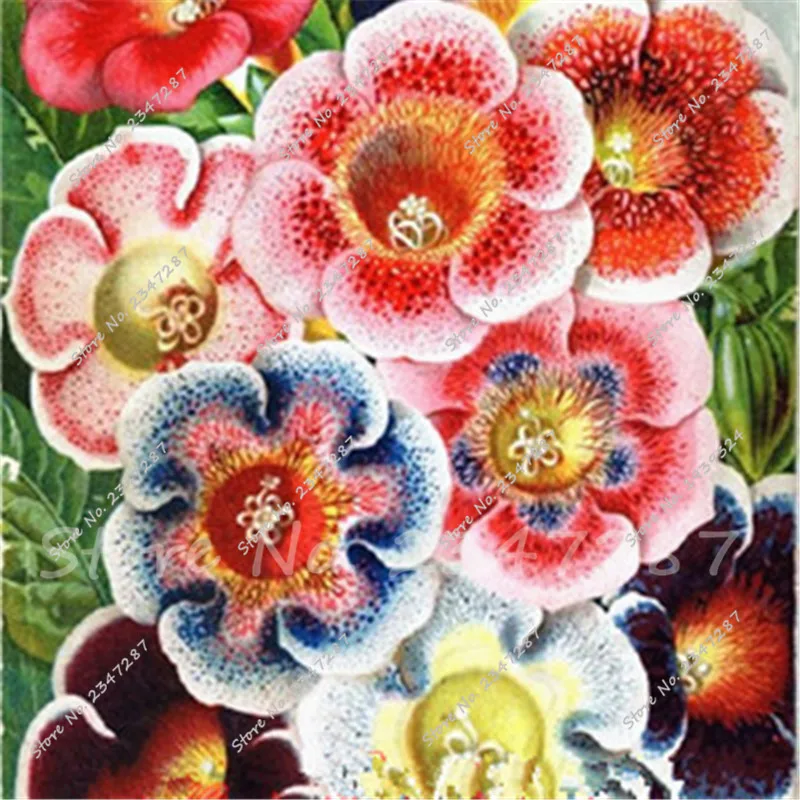 Мехико Gloxinia бонсай многолетние цветущие растения Sinningia Speciosa Bonzai Plantas балкон цветок Semente садовый Декор 50 шт Мехико Gloxinia бонсай многолетние цветущие растения Sinningia Speciosa Bonzai Plantas балкон цветок Semente садовый Декор 50 шт