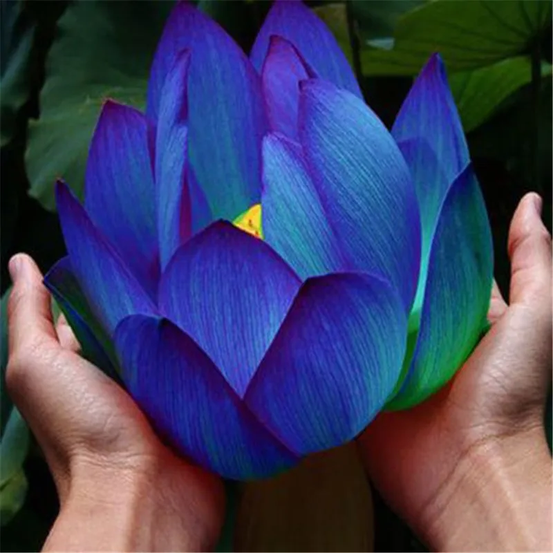10-pcs-Aquatic-plants-flower-seeds-bowl-lotus-Water-Lilies-lotus-seeds-100-genuine-rainbow-seeds