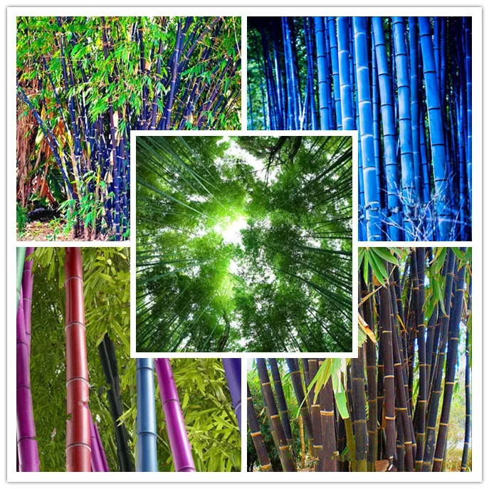 

Time-Limit!!Rare purple Timor Bambusa black Bamboo plant bonsais easy grow courtyard 100 PCS - package Organic bonsai home