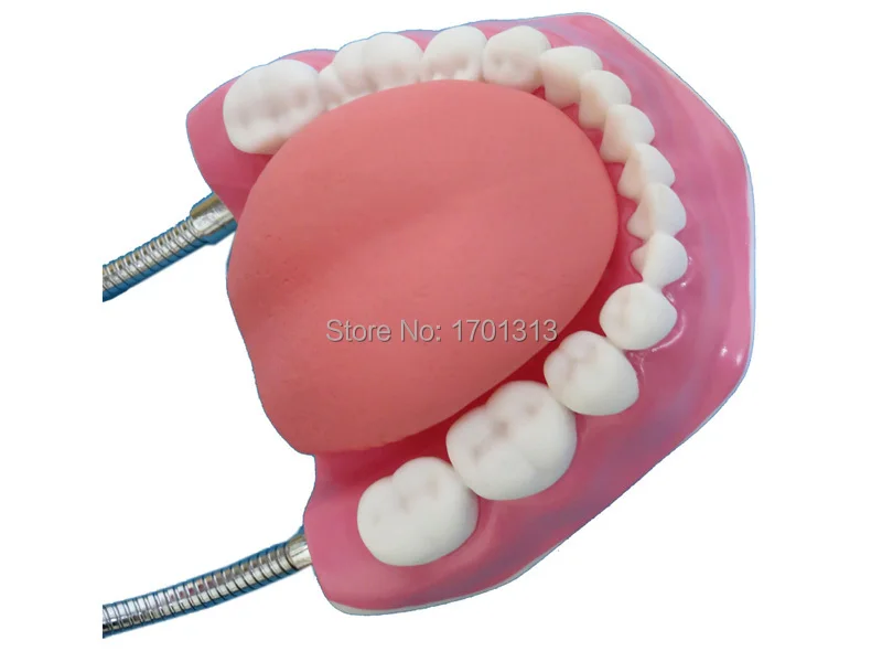 Высокое качество 6 раз большой Vivid зубы модели стоматологических модель специальные украшения стоматолог клиники персонализированные декоративные фигурки
