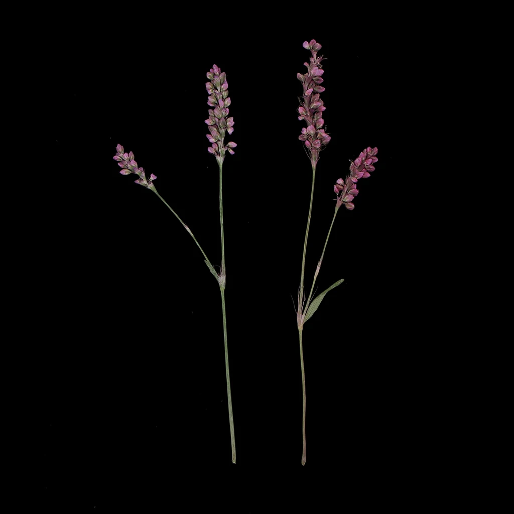 12Pcs Real Natural Pressed Leaves Dried Persicaria Hydropiper Flowers DIY Scrapbooking Phone Cover Crafts Festive Party Supplies