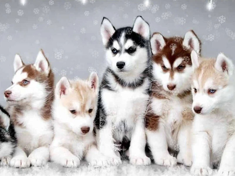 pic-32905798401_huacan-nouveautes-5d-diamant-peinture-husky-chien-plein-carre-diamant-mosaique-animal-diamant-broderie-point-de-croix-decoration