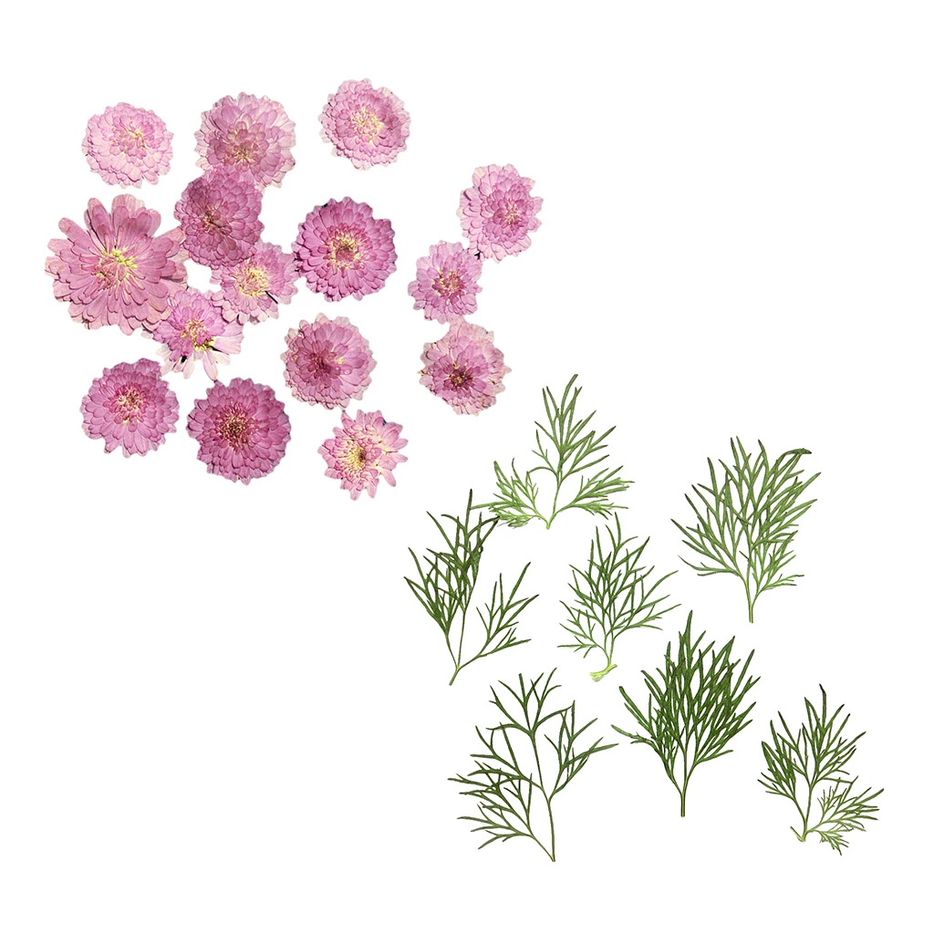 20x Pressed Dried Natural Flower Dry Leaves for DIY Crafts Bookmark Cards