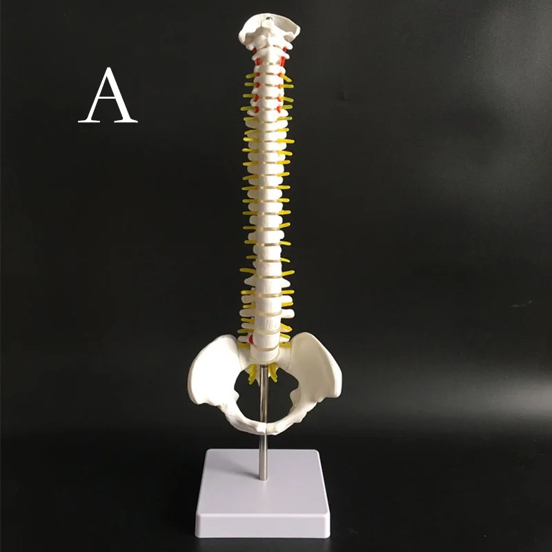 45 см человеческая модель позвоночника с тазовым тазом анатомическая модель позвоночника медицинская модель AB Стиль школьные медицинские принадлежности для обучения - Цвет: A