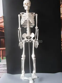

85cm life size 33.5 " Human skeleton anatomical model Anatomical Anatomy Skull Sculpture Head body model Muscle Bone Artist
