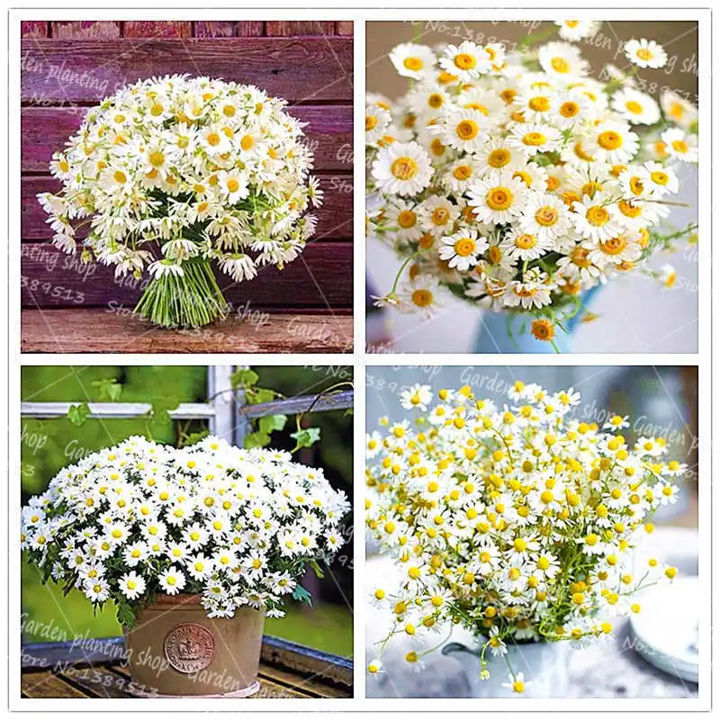 

100Pcs/Bag Feverfew bonsai plant small white chrysanthemum garden flower family decoration potted chrysanthemum plant