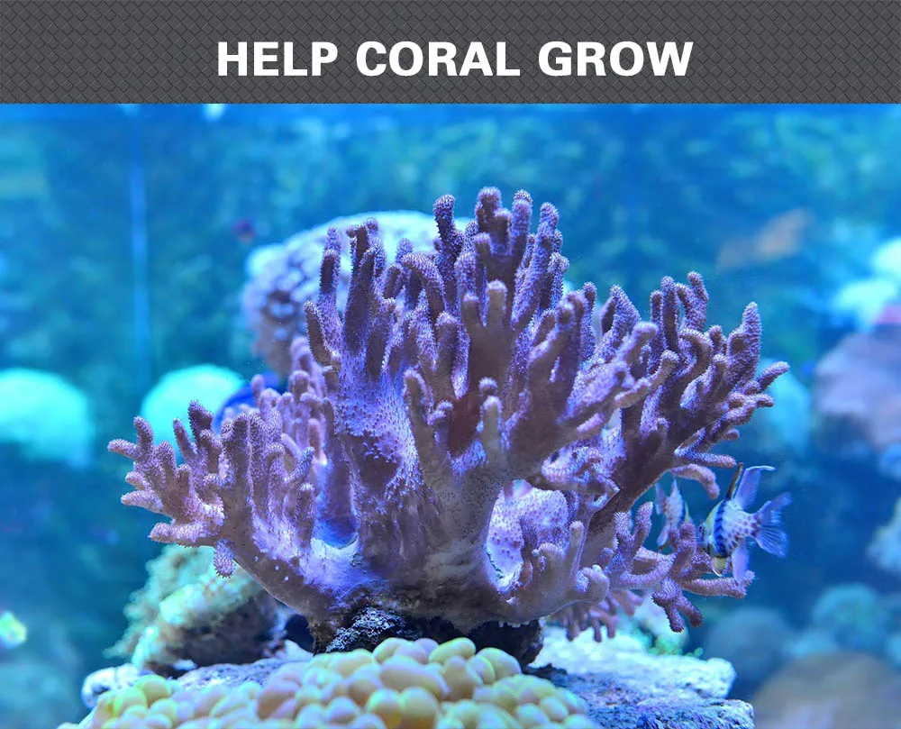 marine aquarium coral 140w