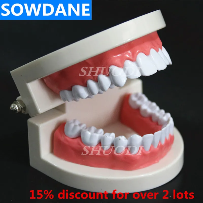 

1:1 Dental Model Adult 28 tooth Resin Plastic Oral Study Teaching Model Teeth Model