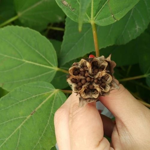 Купить Семена Гибискуса На Озон