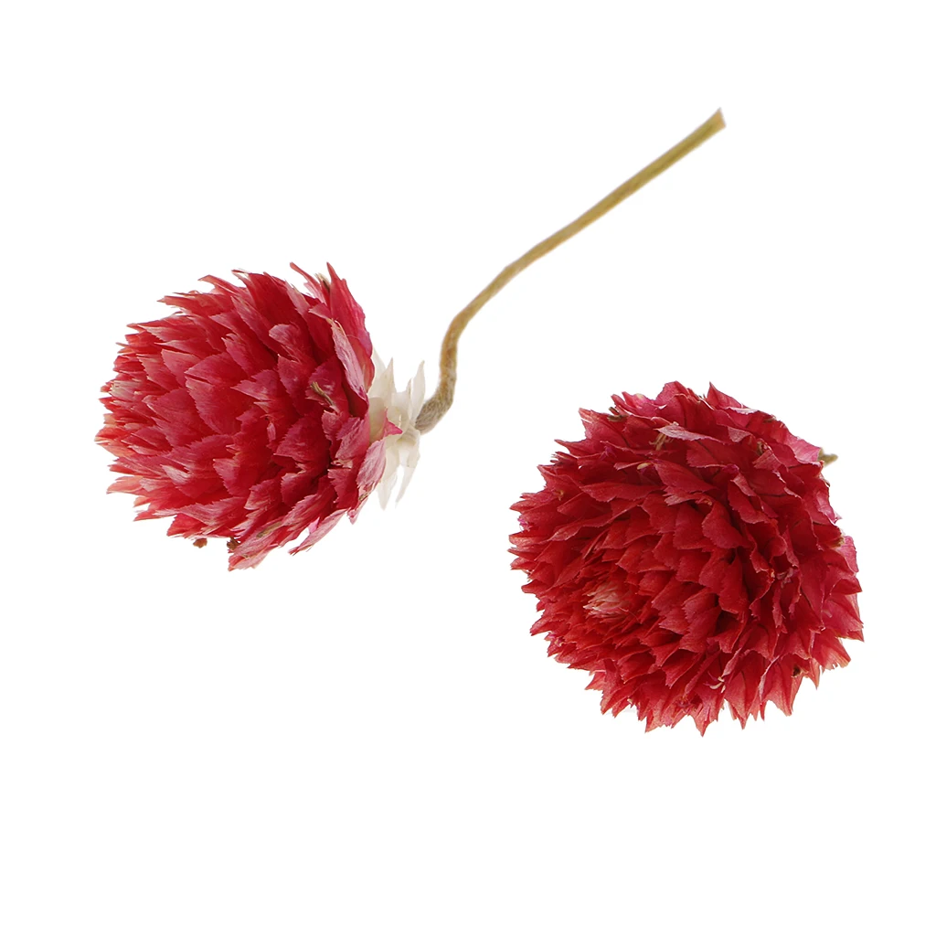 8g Bulk Sale Popular Natural Real Dried Flowers for Art DIY Craft Jewelry Making Resin Casting Rose Flower Globe Amaranth