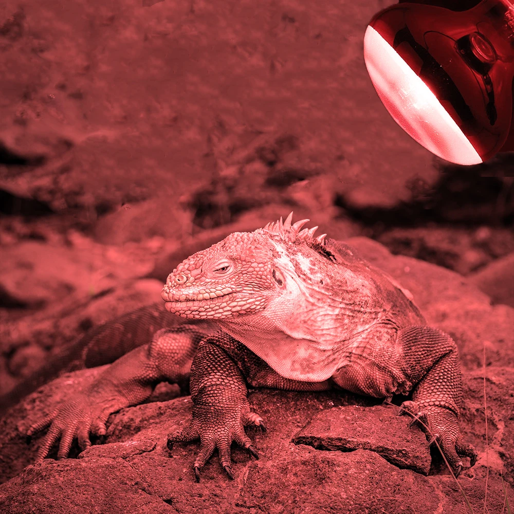 Reptile Lamp Mini Pet Heating Lamp E27 UV Day Night Amphibian Turtle Snake Lamp Heat Reptile Bulb Light 25/50/100W AC220-230V