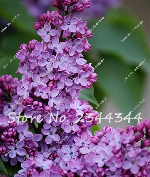 Buy 100 Pcs Japanese Lilac Seeds Free Shipping