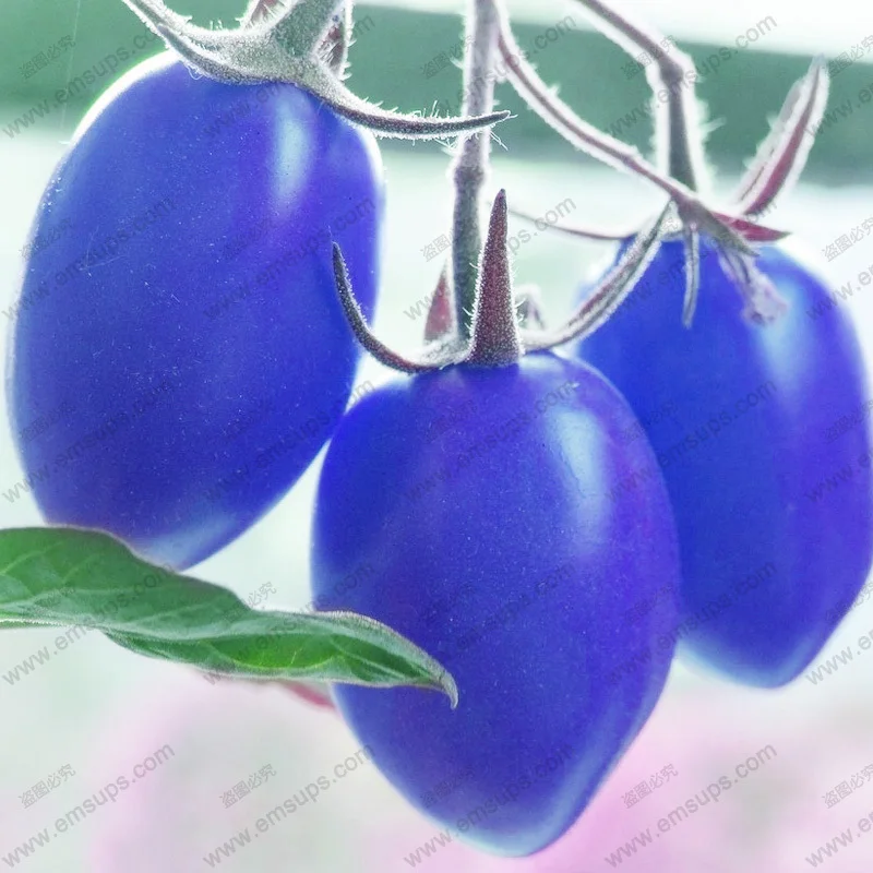 

100PCS Tomato bonsai ,multi color cherry tomato ,Non-GMO vegetables Edible food balcony potted garden plants