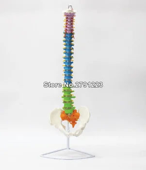 

1:1 Human Spine with Pelvic Model,Color with Pelvic Spine Model Human Anatomical Anatomy Spine Medical Model +Stand Fexible