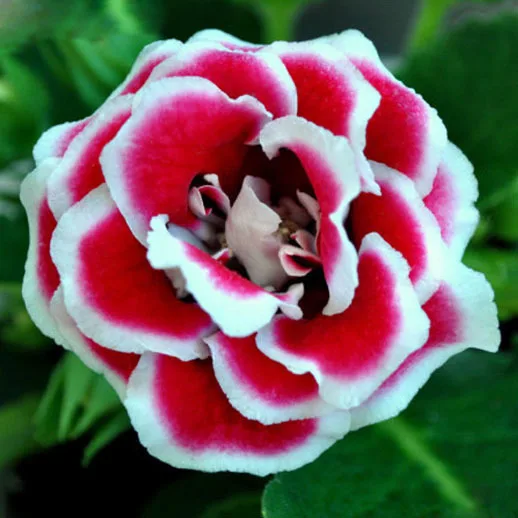 Gloxinia Flower Cha Gloxinia