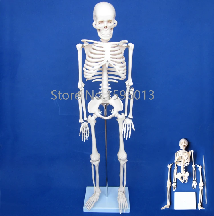 

HOT 85cm full body Human Skeleton Model, Human Budget Skeleton Model