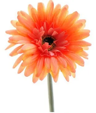 10 шт./лот) Модные герберы декоративные цветы 6 цветов с хорошим качеством - Цвет: Orange