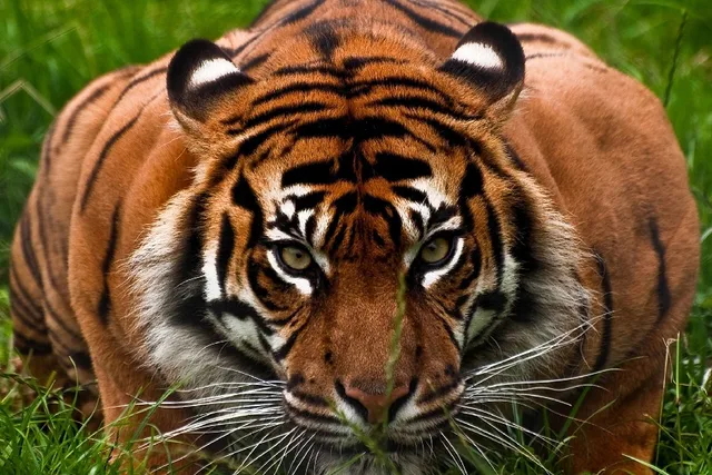 diy frame tiger face aggression wild animal poster fabric silk