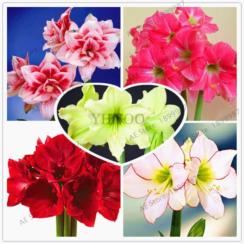

Amaryllis flower,rare flower Garden,indoor and outdoor flower plant Plantas,bonsai plant for home balcony.