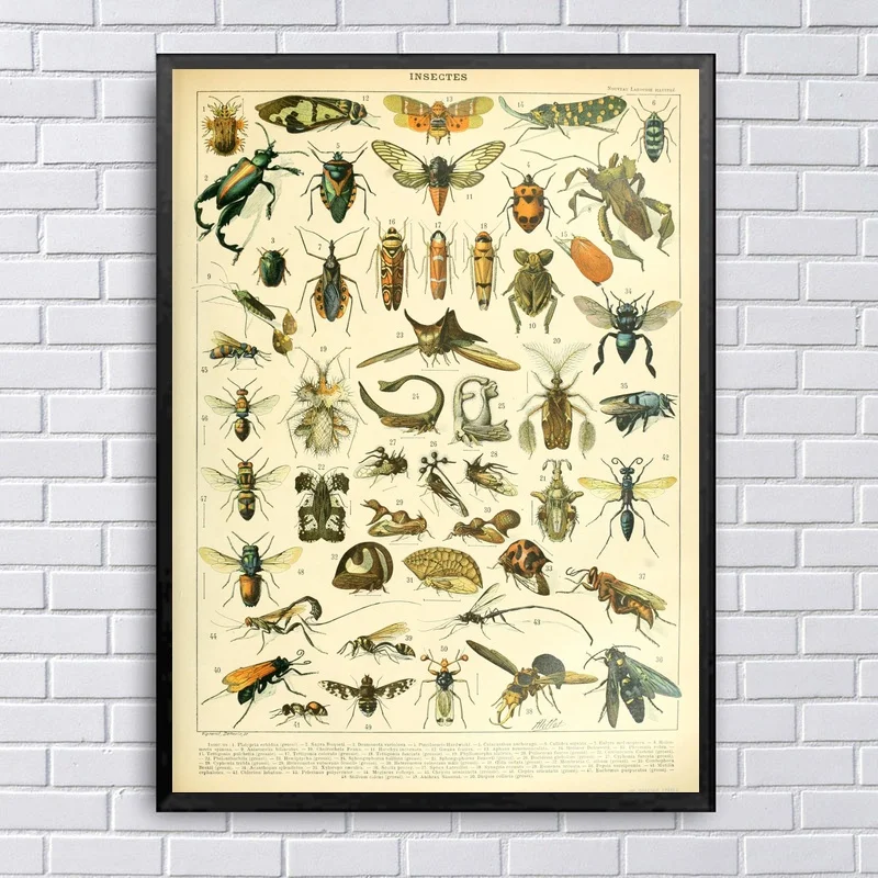 

Different Types of Insects Art Silk Fabric Poster Prints Home Wall Decor Painting 20x30 Inches
