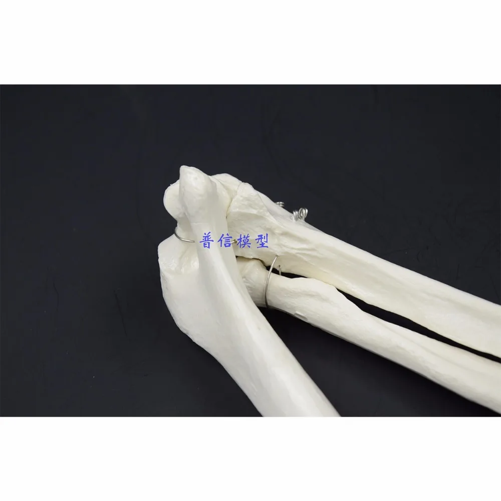 1:1 Human Bone Model of Bone Adult Arm of Upper Limb Arm and Radius Hand Medical Science School Teaching Supplies