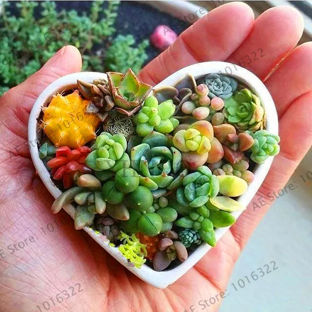 

Big Sale!100pcs/bag blue Lithops bonsai Mini Succulent garden ,Potted Plants Perennial suculentas Cactus flores Planta Absorb Ra