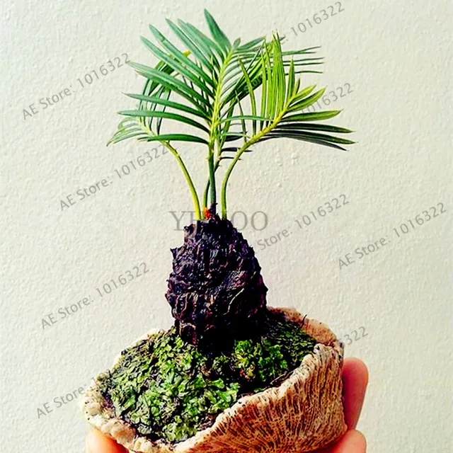 10pcs/bag potted cycas seeds, foliage plants purify air cycads tree,home and garden Ornamental tree