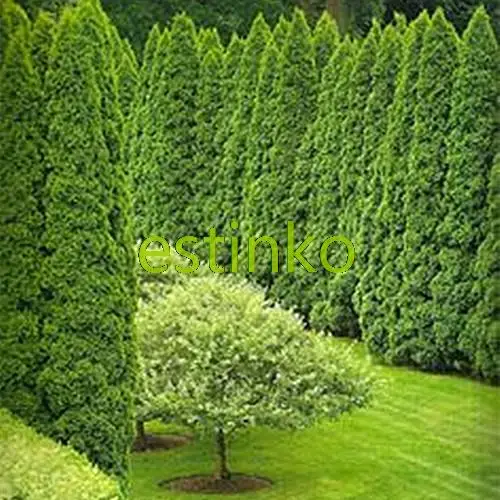 aliexpresscom buy hot selling 50pcs cypress trees seeds conifer seeds diy home garden free shipping from reliable home wedges suppliers on estinko - Trees For Home Garden aliexpresscom buy hot selling 50pcs cypress trees seeds conifer seeds diy home garden free shipping from reliable home wedges suppliers on estinko - Trees For Home Garden