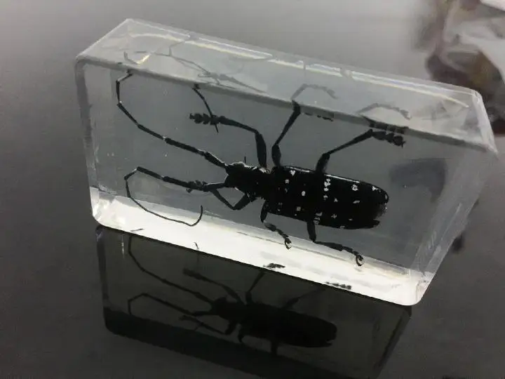 

free shipping Real Chinese Style Black Feeler Insect Specimens Fashion Crafts