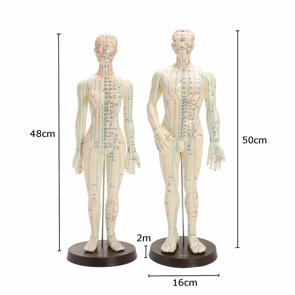 Человеческого тела иглоукалывание модель мужской женский меридианов технологическая карта модели книга база 48/50 см