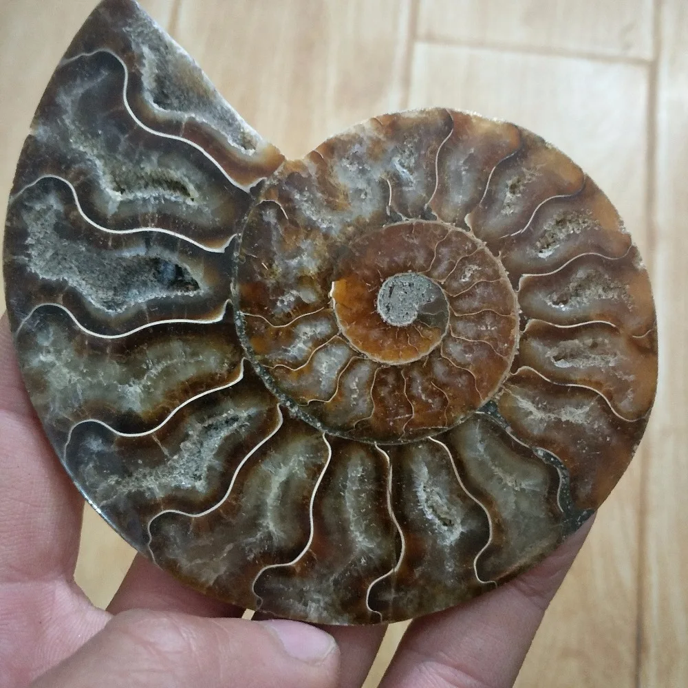 

100-110g Pure AMMONITE PRETTY NAUTILUS MADAGASCAR FOSSIL Ore Energy Stone Raw Mineral Specimens