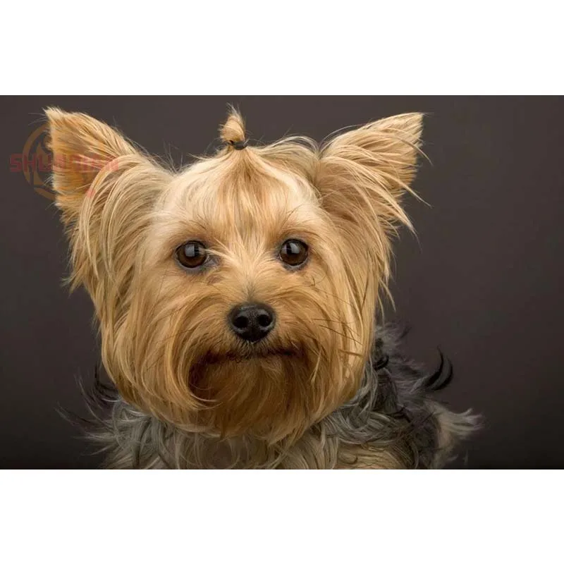 

Custom Yorkshire Fabric Cloth Poster Home Decor Poster creative mural art Canvas Poster