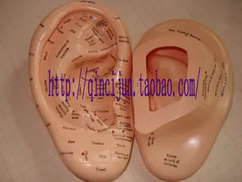 

free shipping ear massage model ear acupuncture model plastic ear model english