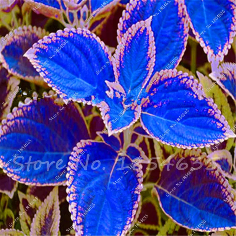 Free Shipping 100 Pcs Colored Grass Seeds Indoor Potted Bonsai font b Plant b font font