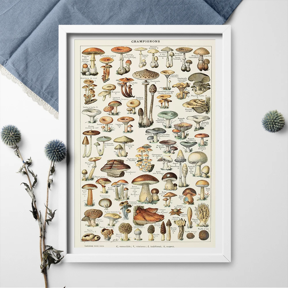 

Poster And Print Wall Art Science Biology Mycology Mushroom Fungus Toadstool Chart Poster Canvas Painting Home Decor Art