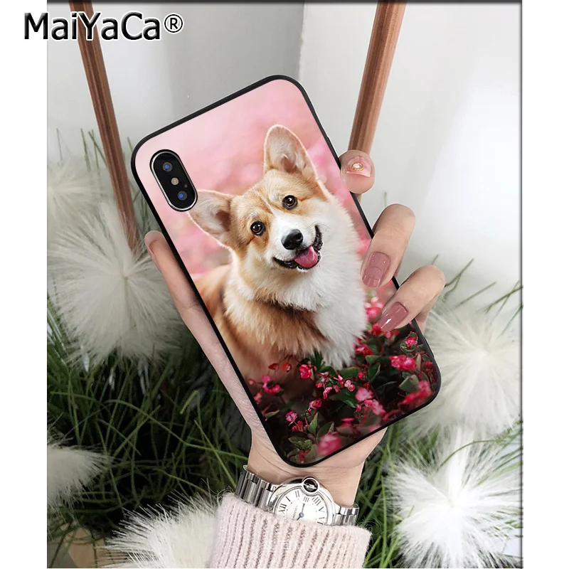 Animal Corgi dog