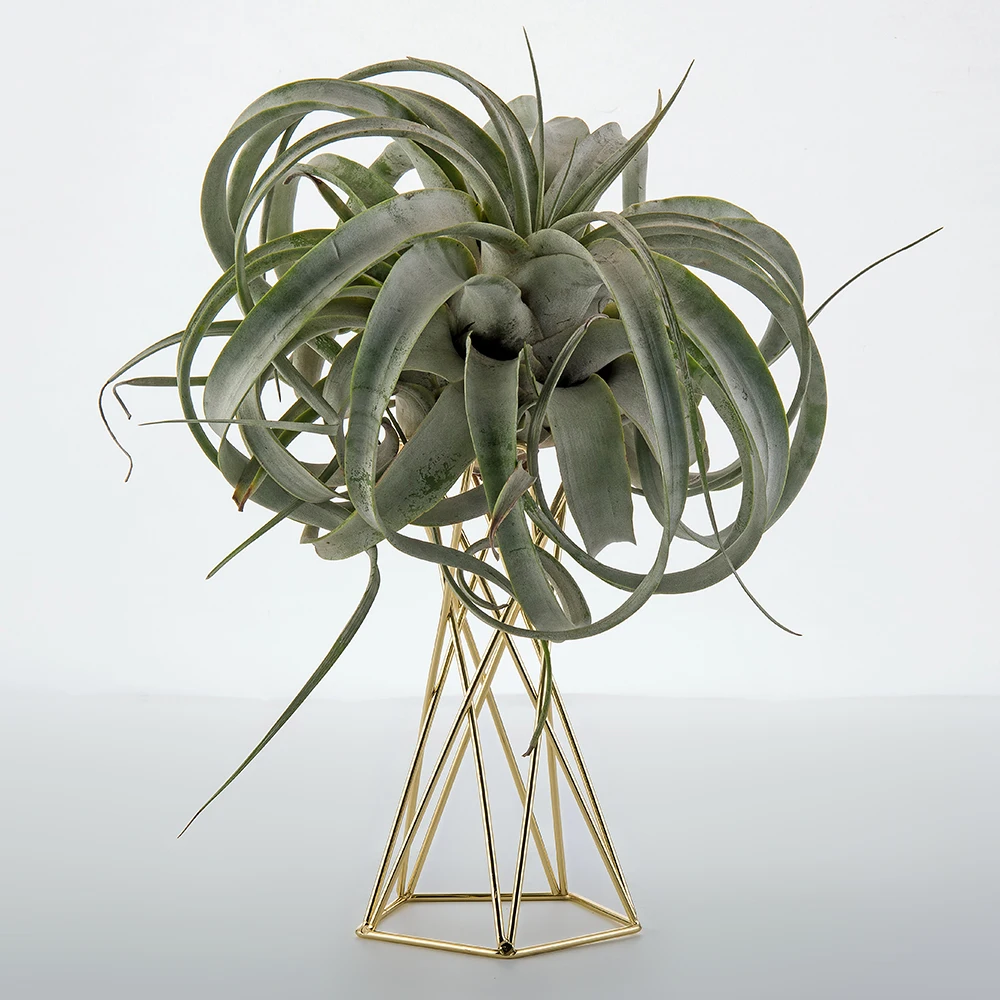 Набор из 2 Air Plant Stand подвесной держатель для растений тилландсия держатель Air Plant display Stand Streptophylla Air Plant Stand