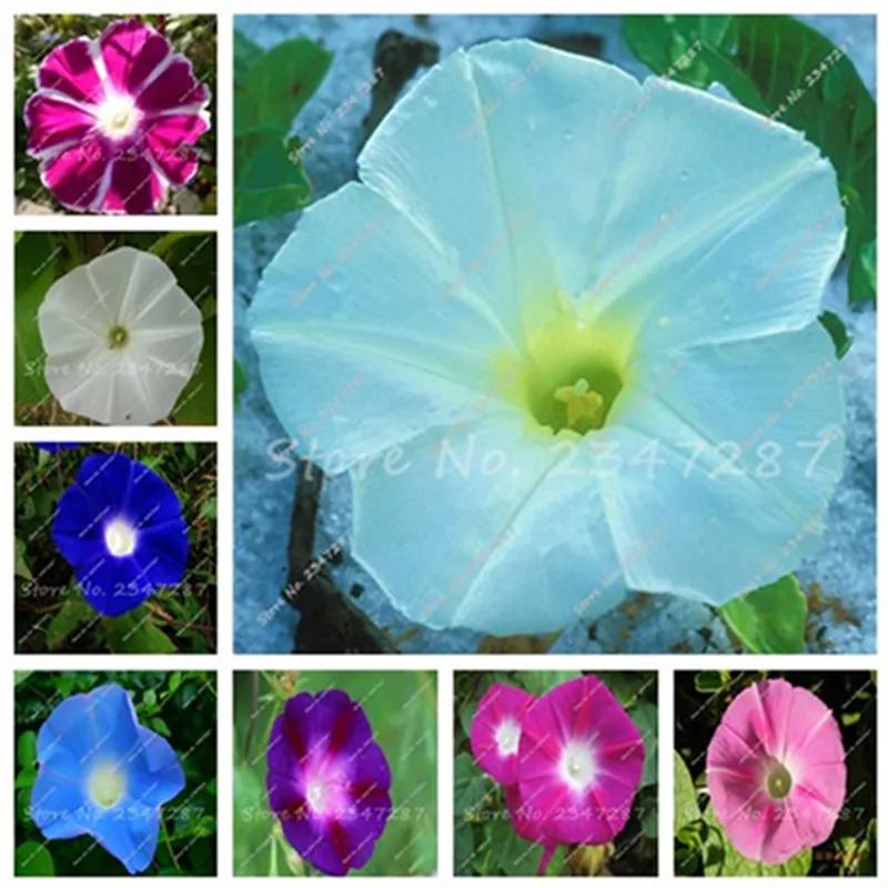

200 Pcs Morning Glory Flower Bonsai, Mini Bonsai Flower, Funny Climbing Plants for Home Garden Planting Planting Petunia Plant