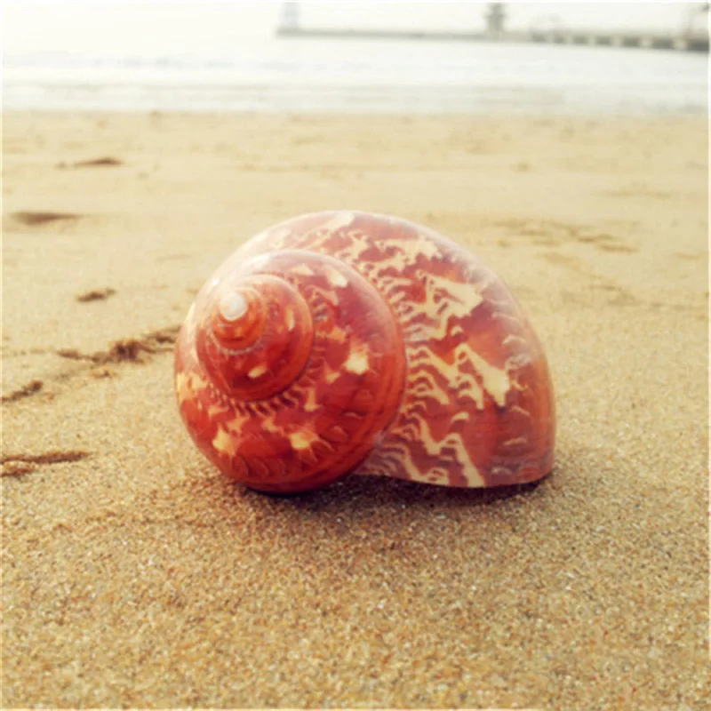 

4-6 CM Natural Crafts Household Wall Conch Shell Fish Tank Aquarium Landscaping Table Ornaments Sea Snail Wedding Decoration