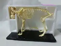 free shipping animal skeleton model dog/cat skeleton educational model skeleton model