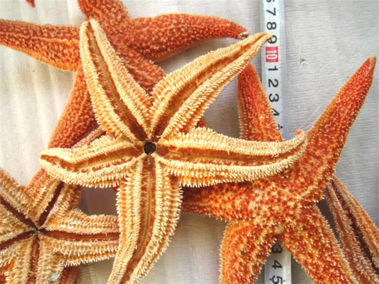 Natural Starfish 6