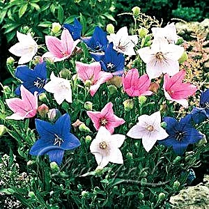 Платикодон Фото Цветов