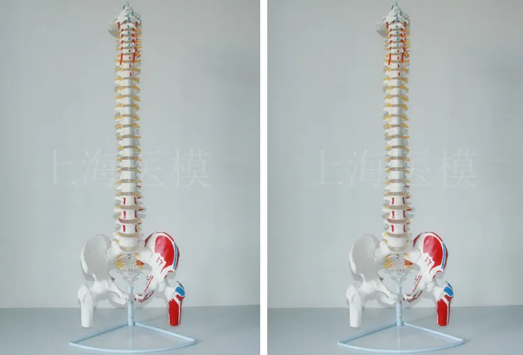 85 см модель позвоночника человека 1: 1 позвоночник человека с позвоночника межпозвоночного диска скелета