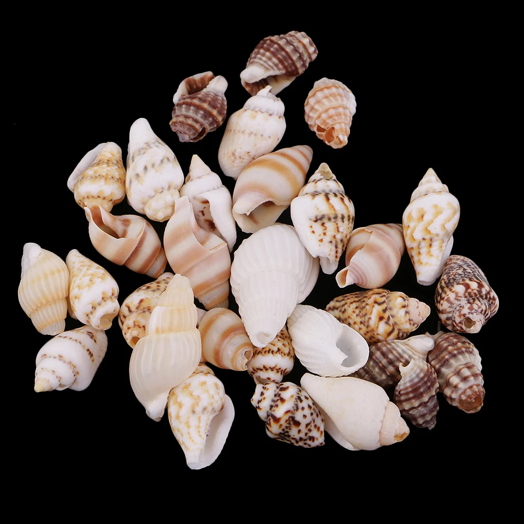 30pcs Party Festival Home Decor Aquarium Decoration Conch Shells Natural Sea Beach Shell Conch Seashells For DIY Candles Crafts